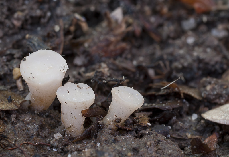 Cudoniella tenuispora